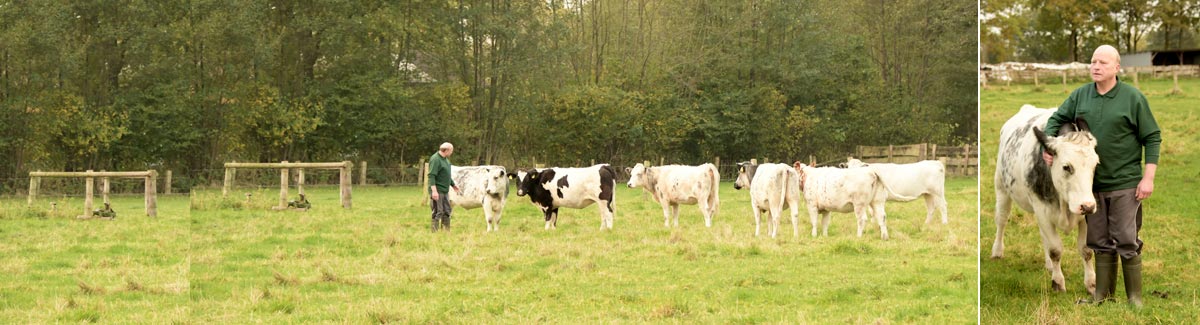 Thies mit Vieh auf Koppel Landschlachterei Bernd Thies